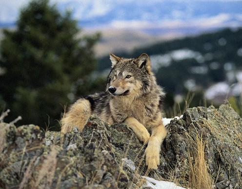 中亚地区的孤傲野狼，勇敢大胆的高加索突厥民族，与狼图腾文化