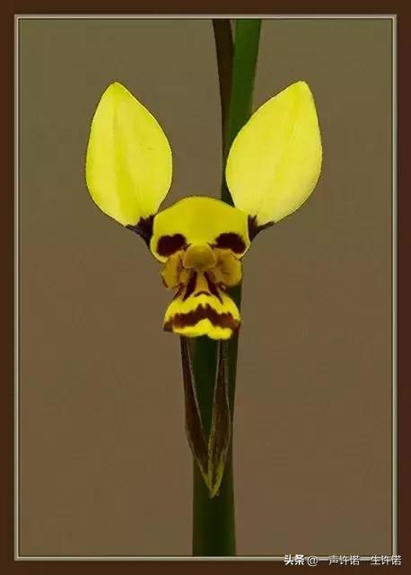 从未见到的怪花,从没见过的奇花