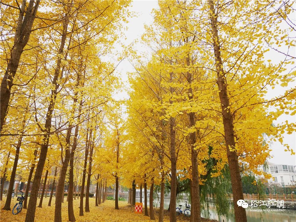 松江佘山辰山植物园一日游攻略,松江方塔园哪好玩