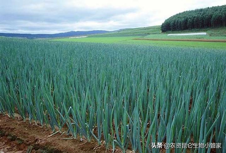 洋葱烂根,洋葱黄叶烂根是怎么了