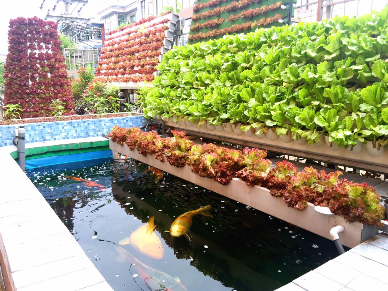 农村养鱼10个赚钱方法,农村养鱼赚钱的方法和技巧