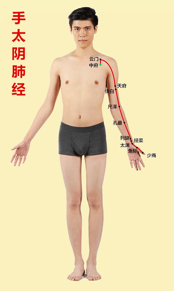 人体有十二条经络和三焦,人体有哪12条经络