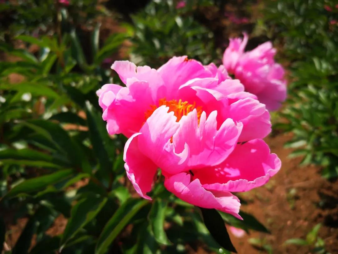 真香预警!300亩花海盛放,烤全羊十里飘香!