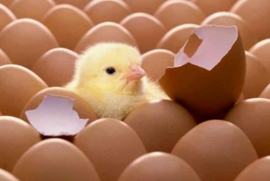 怎样才能成功从鸡蛋中孵化出鸡苗,人工孵化鸡蛋的时间和技巧