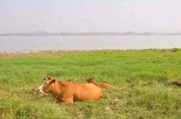 来长沙一定要来橘子洲,长沙橘子洲值得去吗