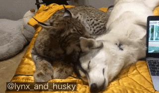 想养猫又怕被猫抓,俄罗斯养猞猁