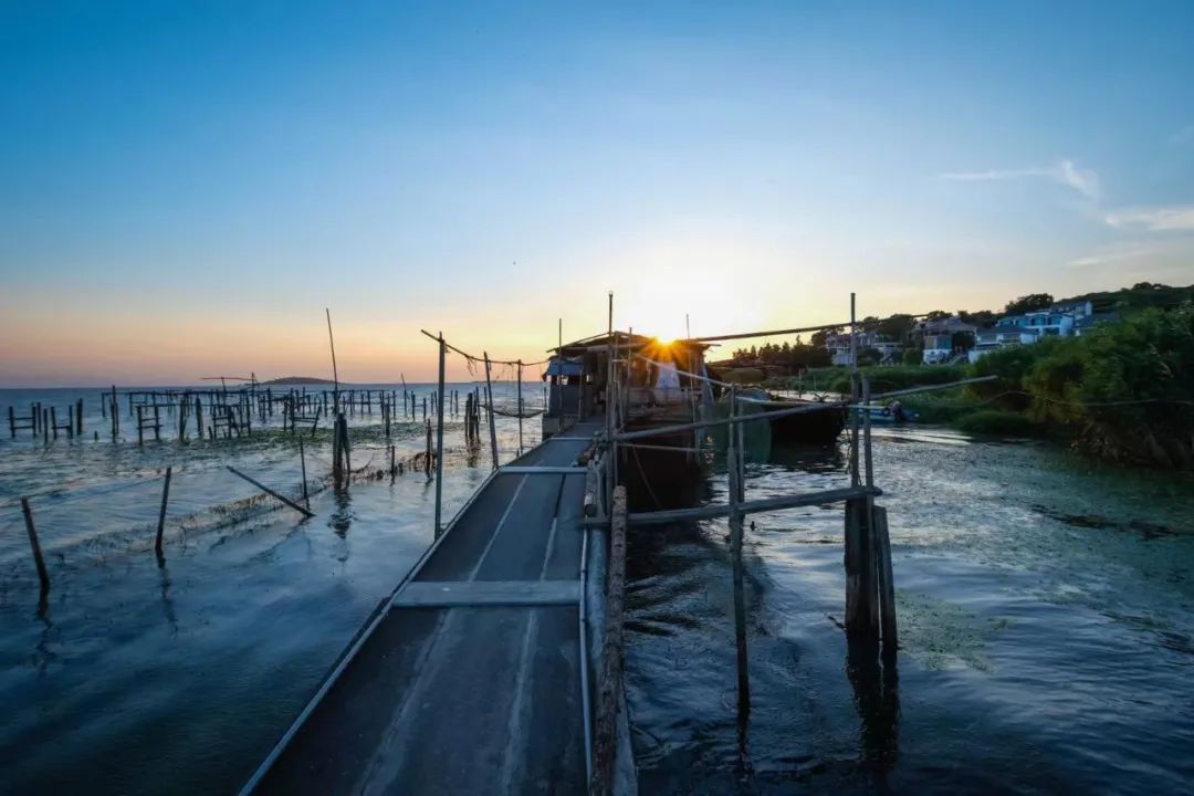 四季苏州|初夏“梅”好相遇,来西山度过酸酸甜甜的一天