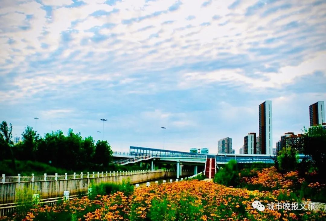 城晚拍拍丨飞鸟过帆影