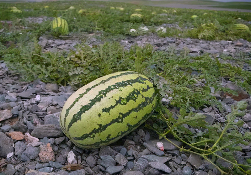禁种戈壁西瓜的原因,戈壁西瓜为什么禁种