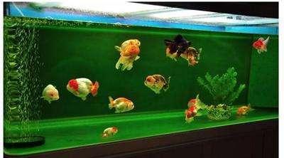 观赏鱼初入鱼缸注意事项,鱼缸养观赏鱼技巧