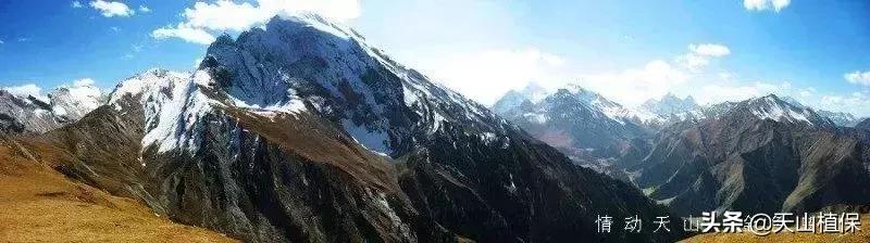 伊犁可克达拉草原,伊犁草原之旅