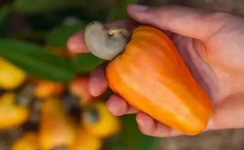 腰果科普知识,腰果哪部分有毒