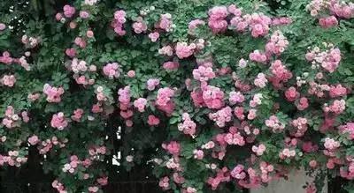 拍摄花的花语,100种摄影基础美学