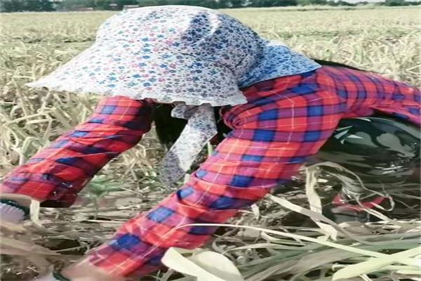 农村什么工作一个月能赚6000块,农村一年赚20万的工作