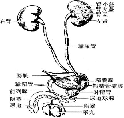 青少年成长的烦恼,青年学生的成长问题