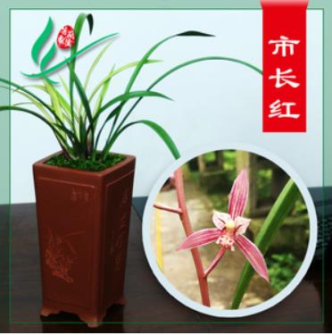 中国兰花之乡有哪些?为何云南独占7个?