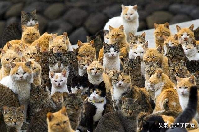 猫咪身体发热呕吐,猫咪身体很热又拉肚子