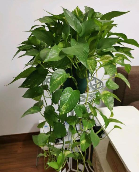 水培绿萝怎么养才能长得更旺盛,水培绿萝水培方法和注意事项