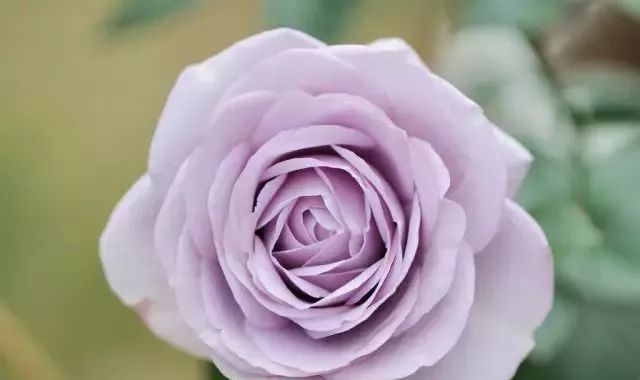 一万年一次的2020520；一起认识100种玫瑰~别送错啊