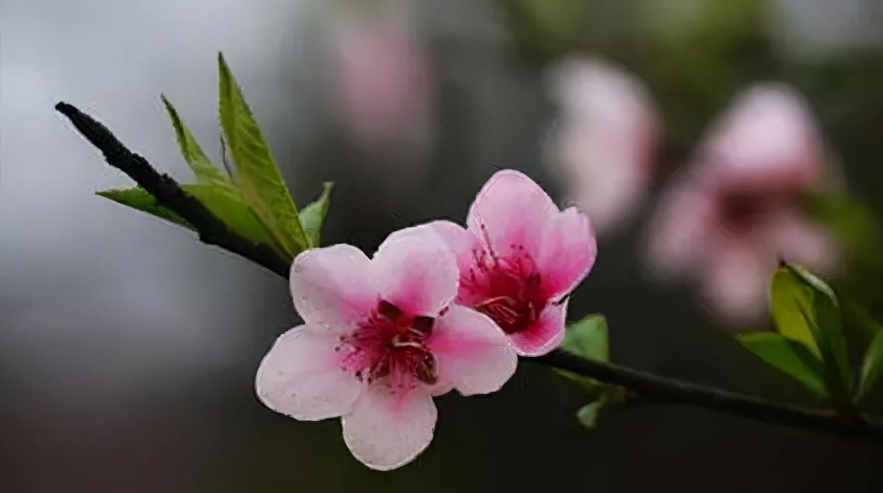 40种可以食用的鲜花,春季鲜花食谱
