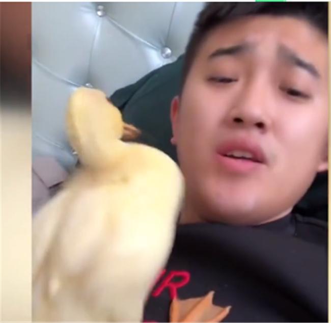 格格:小鸭宝宝冲上来猛亲,得个新绰号“电动鸭刷帮主人剔牙