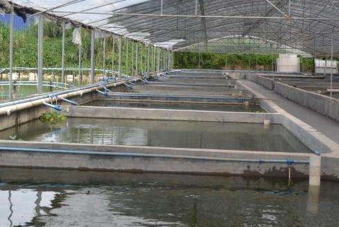 台湾泥鳅养殖方法及饲料配方,有机沼液泥鳅养殖技术