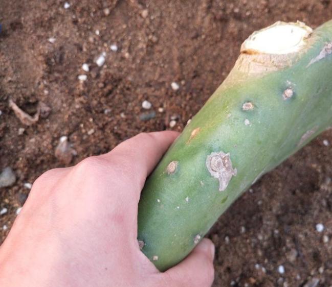 种仙人掌正确的方法,仙人掌如何养成肥厚叶片