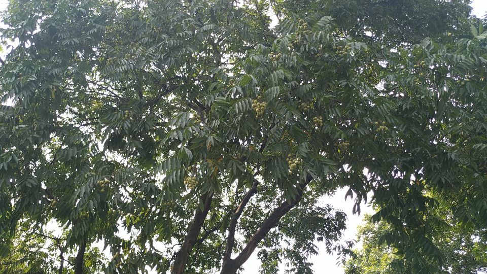 西湖风物志：随处可见的绿果果，老杭州都说是宝贝，竟然免费捡？