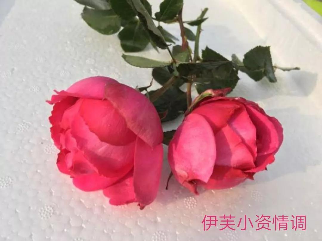 切花火焰月季的优缺点,常见切花月季一览