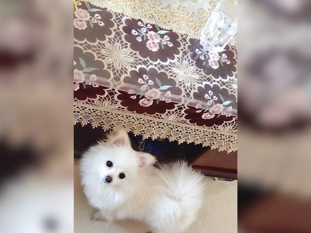 养猫人哭了 (朝九晚五适合养猫吗)