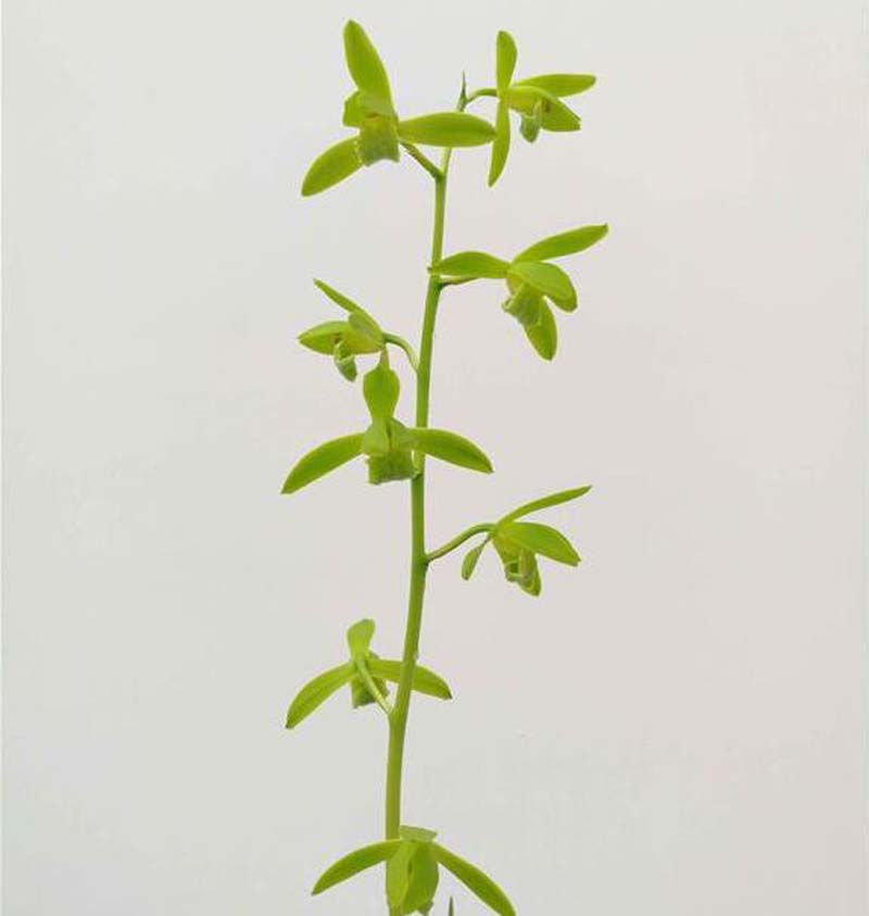 烂了根的兰花怎样重新开始生根,兰花干枯的芽要剪掉吗