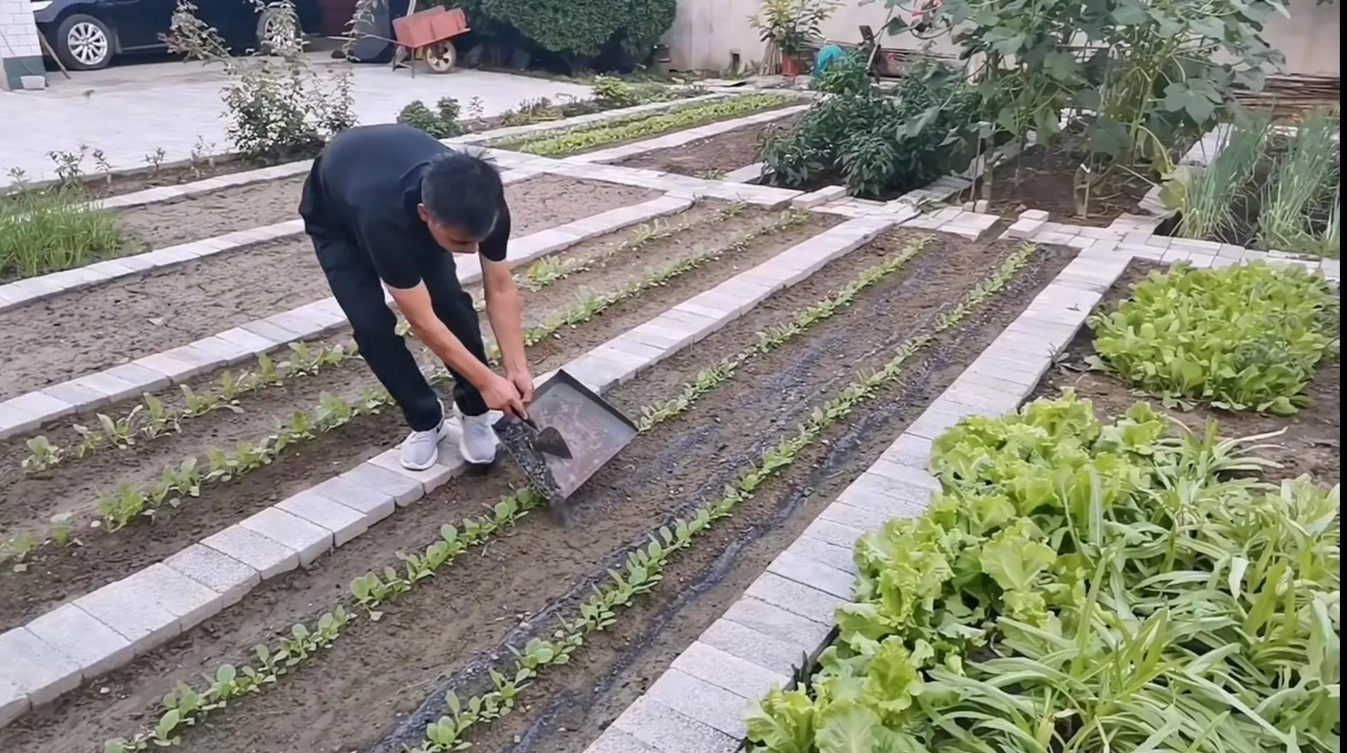 白菜虫子怎么预防,白菜出苗后有虫怎么治用什么药好