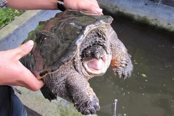 鳄鱼龟怎么区分公母,鳄鱼龟怎么分公母