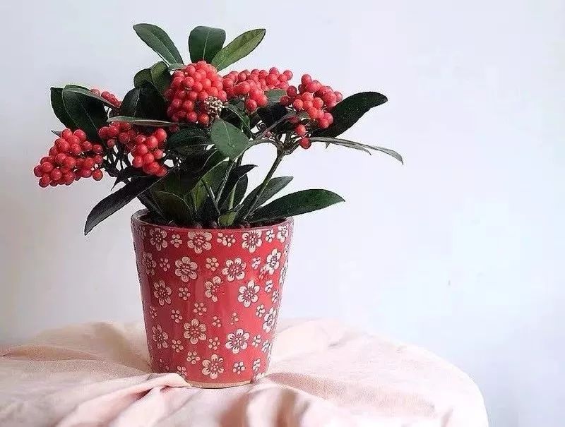 什么花喜庆又好养又好看,家养最旺财的十种花推荐