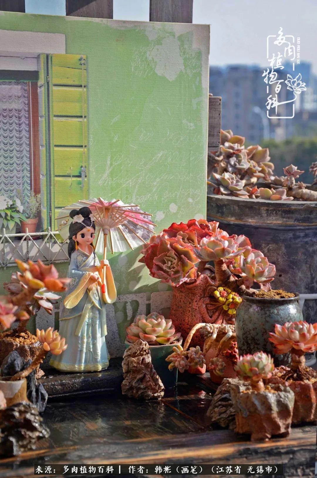 听音乐赏多肉,听音乐赏花赏美景