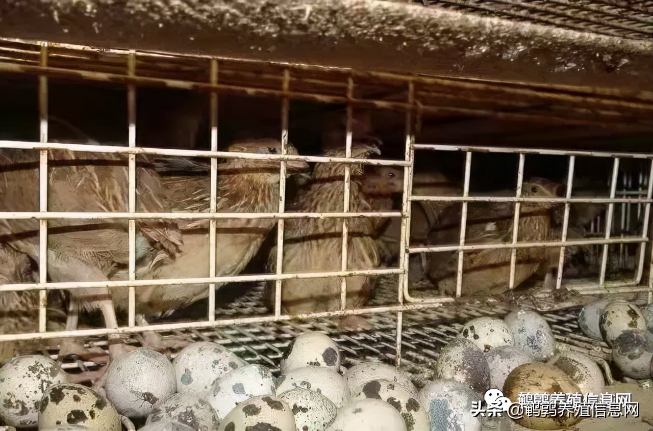 种鹑饲养管理技术