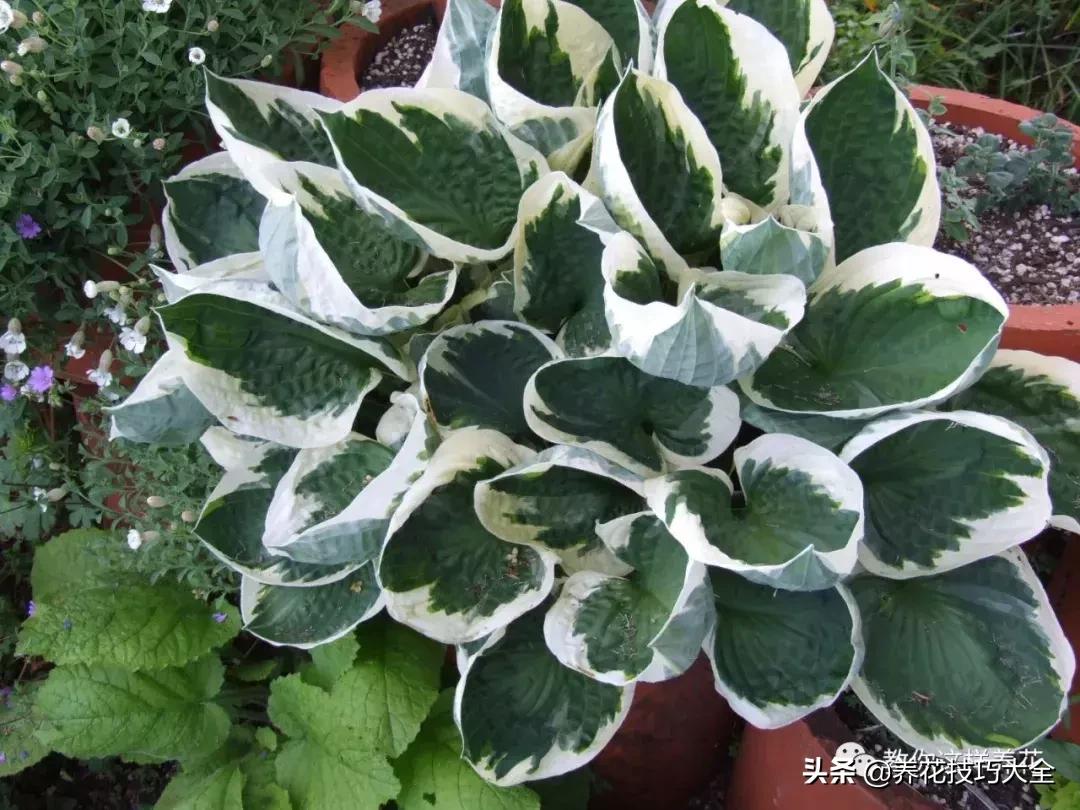 4种耐阴花好看好养活室内也能开,和绿萝长得很像耐阴的植物