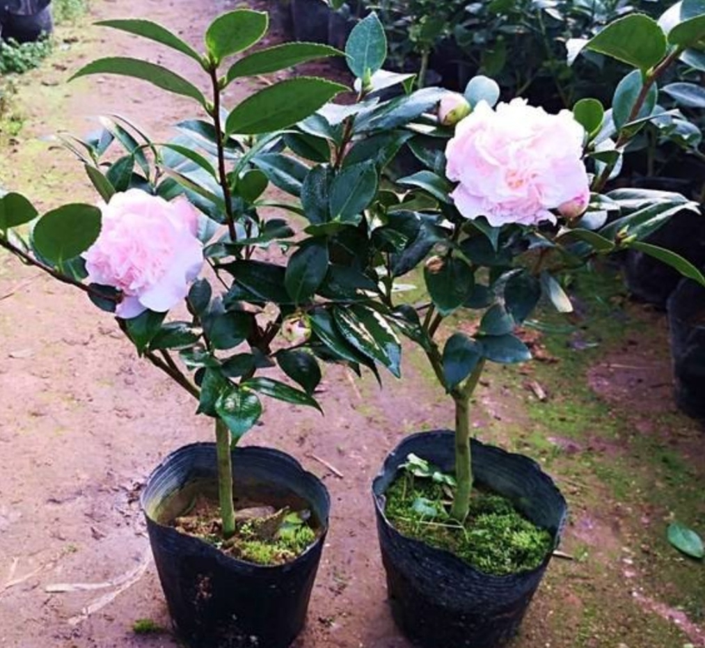 香妃茶花一年四季都在开花吗,为什么我的香妃茶花开花不香