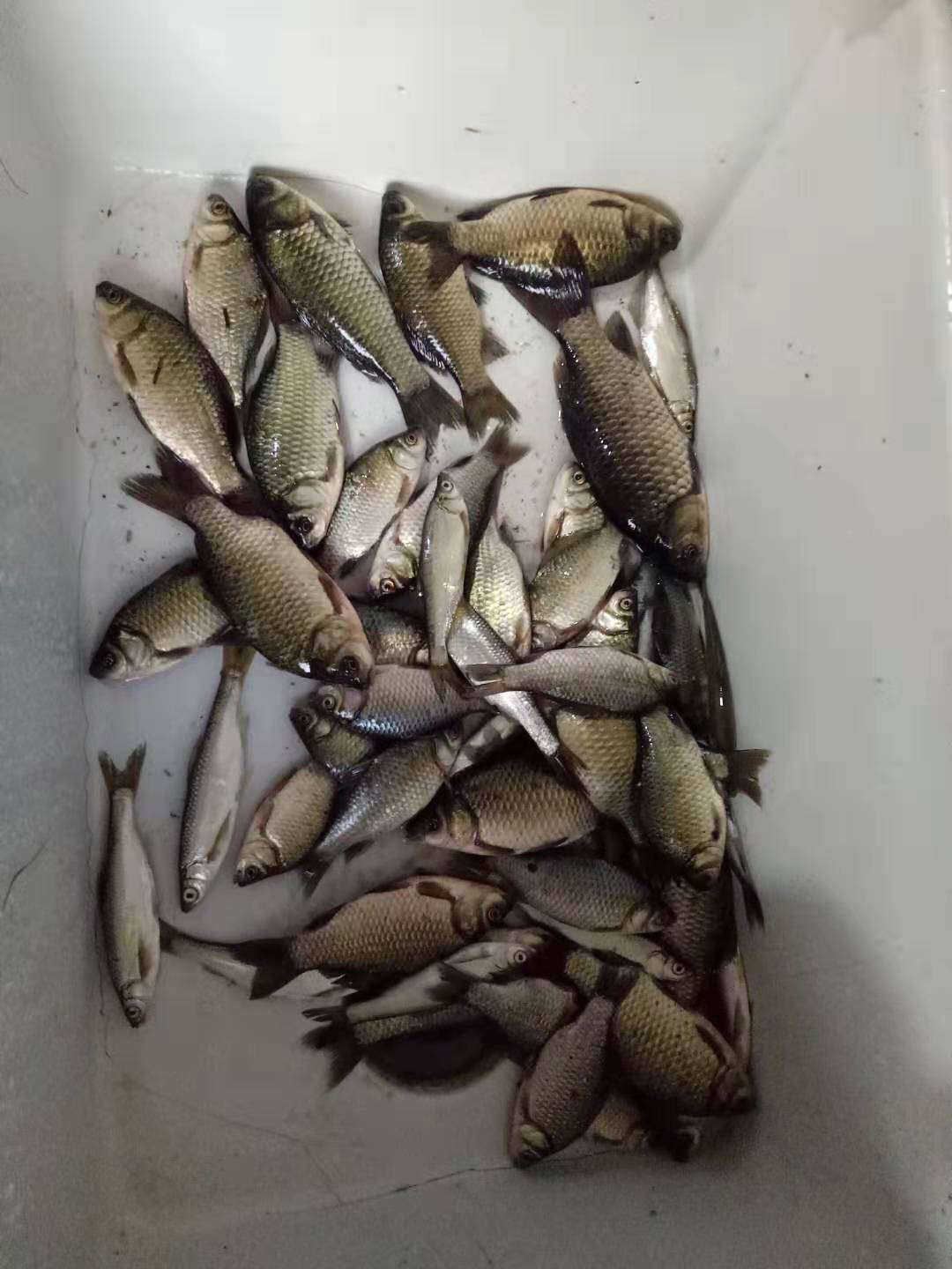 窝子里黑鱼在哪个水层,窝子黑鱼