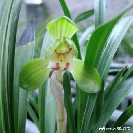 兰花叶尖发黑怎么处理最好,兰花叶尖发黑是何原因怎么处理