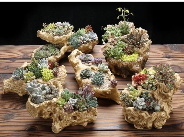 各种多肉植物花盆的选择技巧,多肉植物的花盆哪种好看