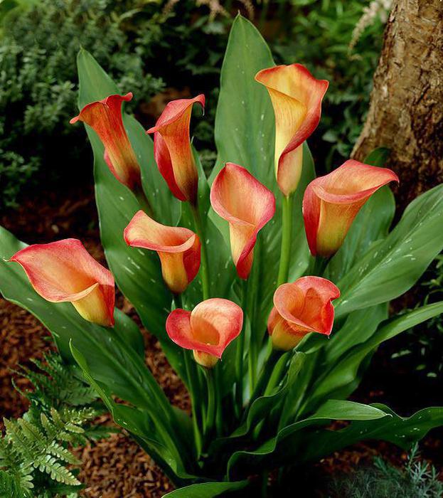 马蹄莲花朵点缀,马蹄莲鲜花造型创意图片