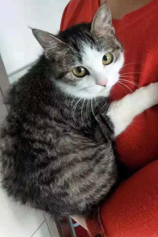 给它们一个家|线上宠物领养日,201903102