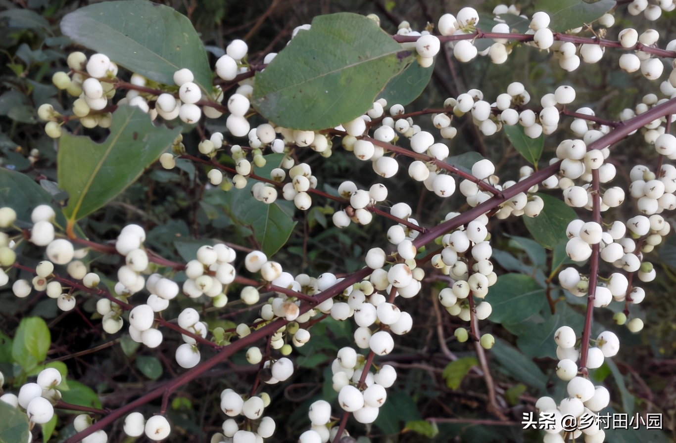 爆米花的药用价值,爆米花有没有药用价值