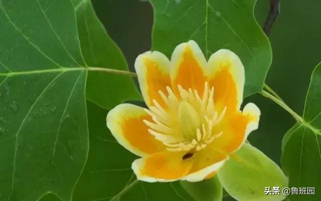 林荫大道木材,鹅掌楸和榉木哪个做家具好