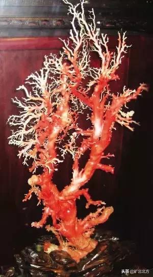 红珊瑚有什么保健作用,红珊瑚对身体有哪些好处