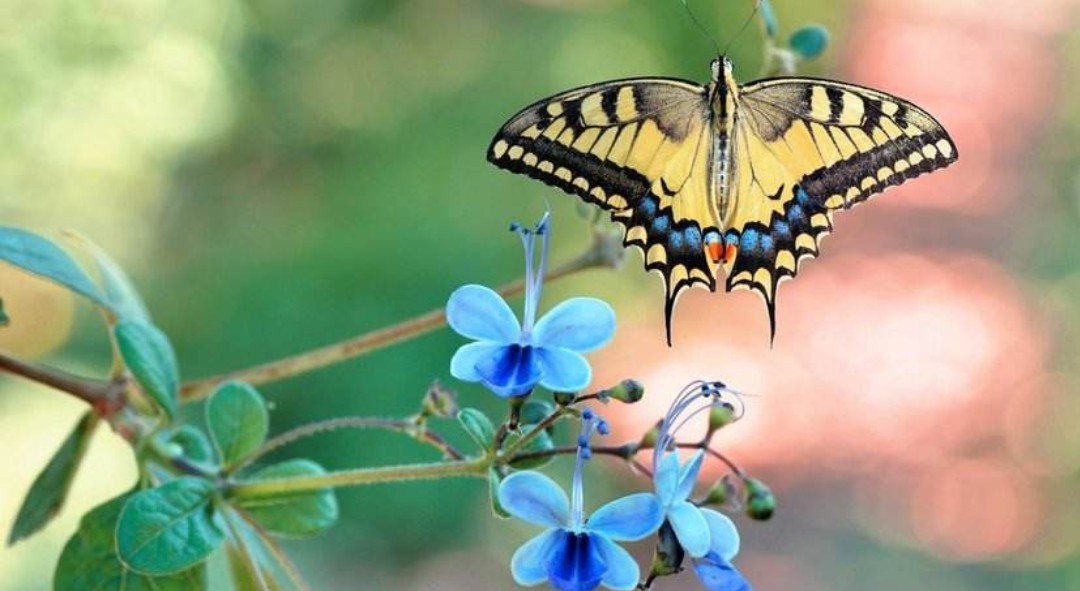 亚马逊蝴蝶扇动翅膀引发海啸图片,亚马逊那只蝴蝶是怎样引起海啸的