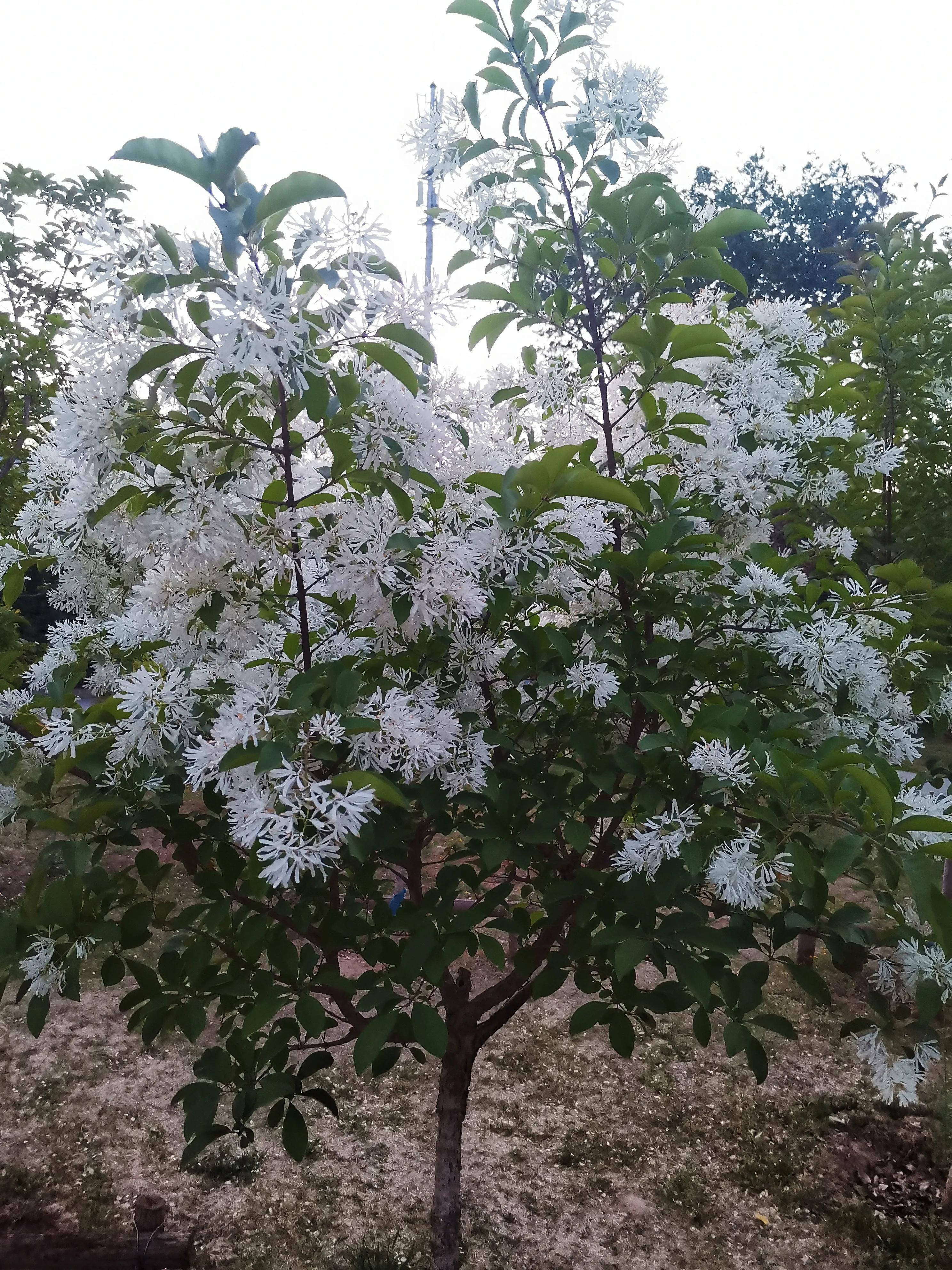 北京植物园牡丹园最佳观赏时间,北京牡丹花最佳观赏公园排名
