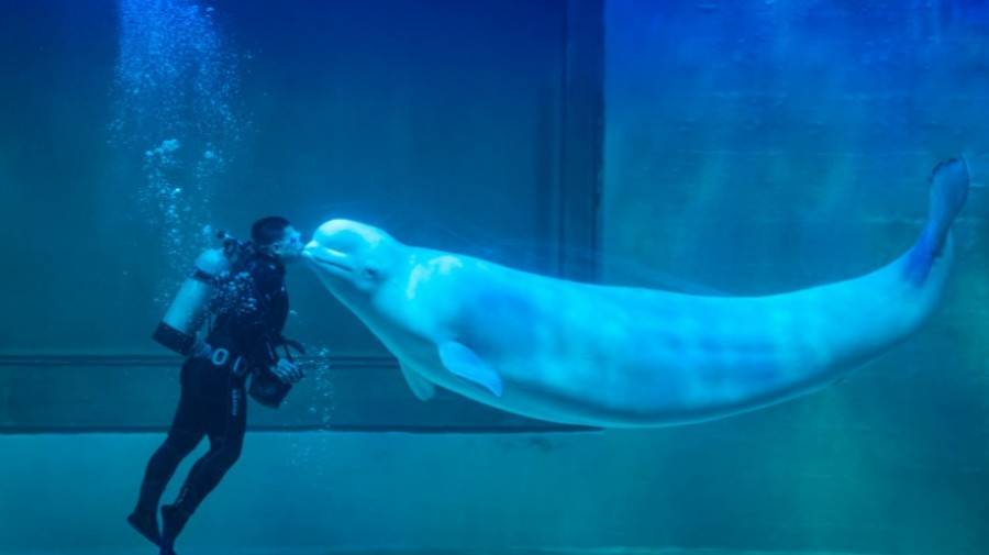 小梅沙海洋世界门票团购套票,小梅沙海洋世界3天2夜套票