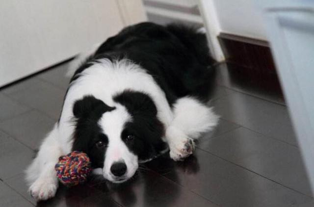 哪些狗狗喜欢咬袜子,狗狗喜欢咬袜子怎么回事